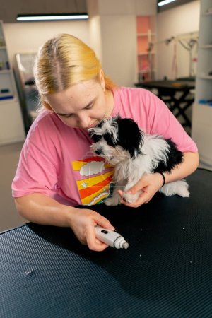 Foto de En el salón de aseo un pequeño perro blanco-negro por el procedimiento de recorte de uñas del peluquero - Imagen libre de derechos