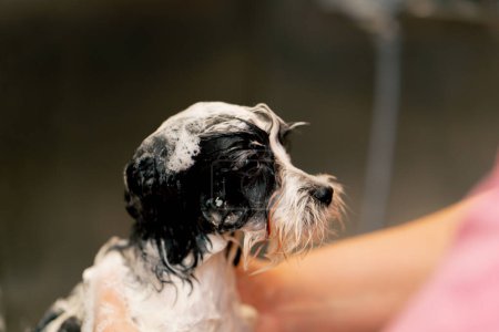 Téléchargez les photos : Gros plan dans un salon de toilettage un petit chien noir est moussé par un toiletteur moussant dans une baignoire en métal - en image libre de droit
