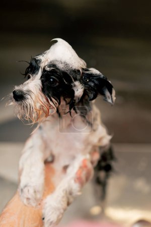 Téléchargez les photos : Gros plan dans un salon de toilettage un petit chien noir est moussé par un toiletteur moussant dans une baignoire en métal - en image libre de droit