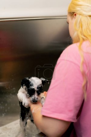 Téléchargez les photos : Dans un salon de toilettage, un petit chien noir est moussé par une toiletteuse faisant mousser dans une baignoire en métal - en image libre de droit