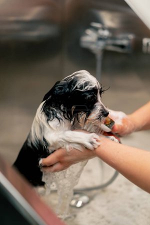 Téléchargez les photos : Gros plan dans le salon de toilettage un petit chien noir un toiletteur lave un chien dans une baignoire en métal secouant du froid - en image libre de droit