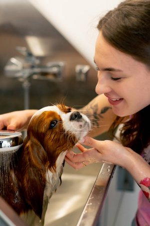 Téléchargez les photos : Gros plan dans le salon de toilettage un petit chien roi épagneul un toiletteur lave un chien dans une baignoire en métal secouant du froid - en image libre de droit