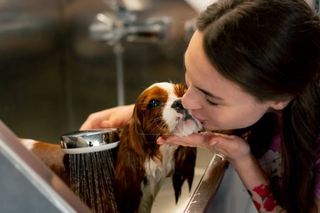 Téléchargez les photos : Gros plan dans le toilettage d'un petit roi épagneul chien un toiletteur lave un chien dans une baignoire en métal secouant de la fille froide baiser - en image libre de droit