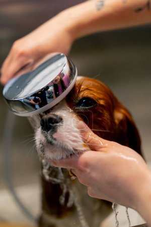 Téléchargez les photos : Gros plan dans le salon de toilettage un petit chien roi épagneul un toiletteur lave un chien dans une baignoire en métal secouant du froid - en image libre de droit