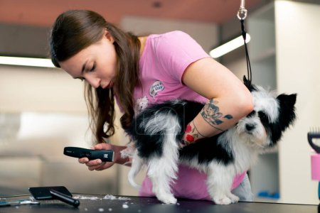 Photo for In the grooming salon small white-black dog is washed and paws are trimmed by the groomer - Royalty Free Image