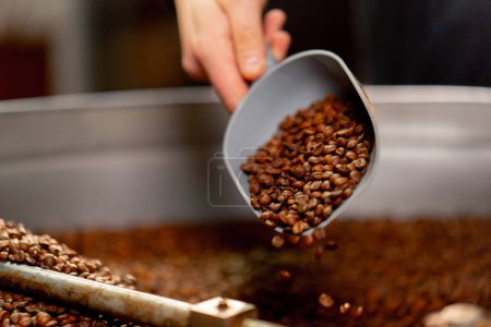 Téléchargez les photos : Fermer dans une usine de torréfaction de café un travailleur ramasse le café avec une pelle - en image libre de droit