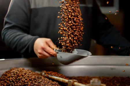 Téléchargez les photos : Gros plan d'un travailleur d'usine de torréfaction de café jetant du café torréfié à partir d'une pagaie vers le haut - en image libre de droit