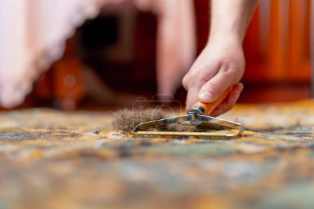 Téléchargez les photos : Fermer dans l'appartement un maître nettoyeur nettoie le tapis à l'aide d'un grattoir de laine nettoyage professionnel - en image libre de droit