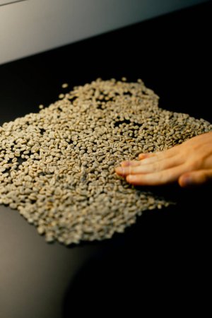 Foto de Primer plano en una fábrica de tostado de café un probador clasifica el café verde con sus manos - Imagen libre de derechos