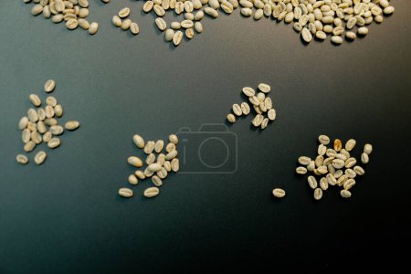 Foto de Primer plano en una fábrica de tostado de café clasifica un café verde con sus manos - Imagen libre de derechos