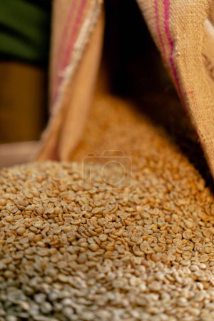 Photo for Close-up at a coffee roasting factory pouring coffee from a bag onto a scale - Royalty Free Image