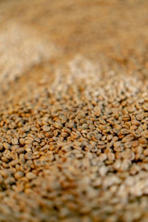 Photo for Close-up of coffee roasting factory selecting the best green coffee for roasting - Royalty Free Image