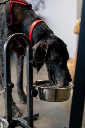 Foto de El perro bebe agua de un tazón grande en un soporte que está en el suelo para saciar su sed - Imagen libre de derechos