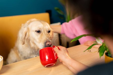 Foto de A retriever sits at a table and drinks water from a red cup from the hands of his mistress - Imagen libre de derechos