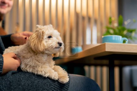 Téléchargez les photos : Le chien dans les bras de son propriétaire il est heureux d'être le prochain son premier voyage au café de chien - en image libre de droit