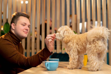 Téléchargez les photos : Lapdog sur la table, il est heureux d'être à côté d'elle et de manger délicieux premier voyage le café de chien - en image libre de droit