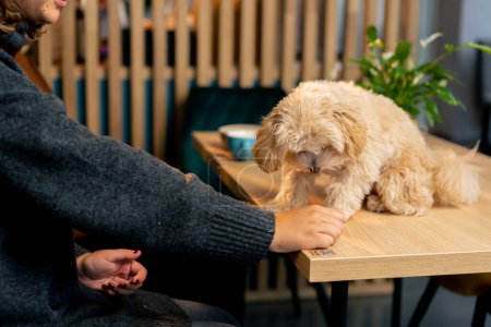 Foto de Perro faldero en la mesa que está feliz de estar al lado de su primer viaje el perro café amor a los animales - Imagen libre de derechos