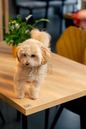 Téléchargez les photos : Portrait d'un petit chien sur la table premier voyage dans un café pour chiens avec amour du propriétaire pour les animaux - en image libre de droit