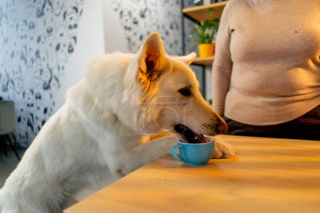 Téléchargez les photos : Swiss Shepherd chien assis sur le sol dans un café et écoute la commande des propriétaires en attendant la permission de manger - en image libre de droit