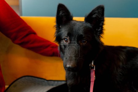 Photo for Close up of black Belgian Shepherd in a cafe against the background yellow sofa looking into the distance with a leash - Royalty Free Image