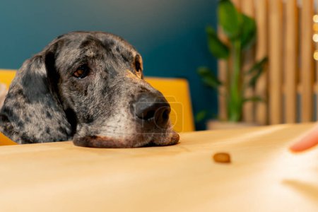 Foto de Primer plano de Gran perro danés en la cafetería sobre el fondo de un sofá amarillo mirando en la comida - Imagen libre de derechos