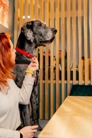 Photo for Portrait of Great Dane in cafe against the background of a yellow sofa looking into hands of the hostess and at the food - Royalty Free Image