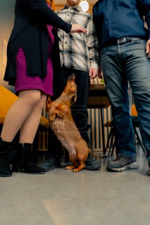 Foto de Una familia de tres jugadas con un dachshund de pie en el suelo mendigando golosinas mientras está en un café - Imagen libre de derechos