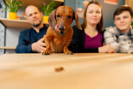 Foto de Foto de la familia con un pequeño dachshund en una mesa en un café que el perro alcanza para la comida - Imagen libre de derechos