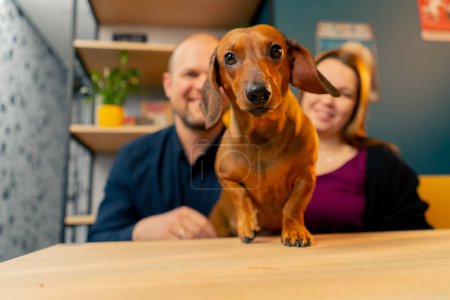 Foto de Foto familiar con un pequeño dachshund en la mesa de la cafetería un momento feliz para toda la familia jugando - Imagen libre de derechos