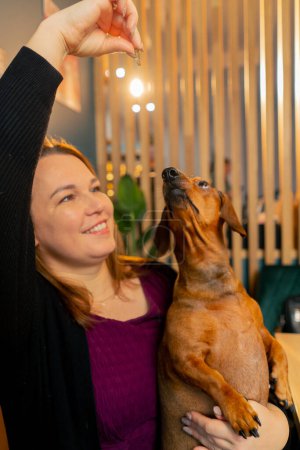 Foto de Foto familiar con un pequeño perro salchicha en los brazos del propietario en un café que abrazan y juegan - Imagen libre de derechos