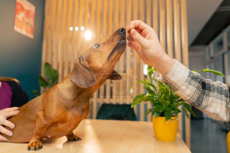 Foto de Foto de la familia con un pequeño dachshund en una mesa en un café que el perro alcanza para la comida - Imagen libre de derechos