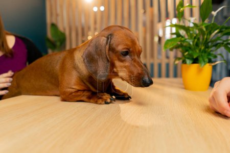 A small cute dachshund dog sits in a cafe with love for pets peers into the distance with interest