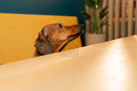 Téléchargez les photos : Joli teckel chien jette un coup d'oeil sous la table regarde sur le côté à la recherche traiter la table est encore vide - en image libre de droit