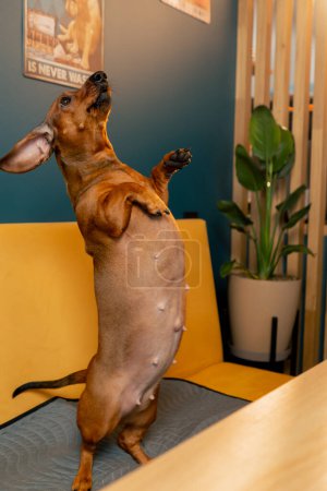 Téléchargez les photos : Mignon teckel chien saute de sous la table sur le côté démontre ses talents - en image libre de droit