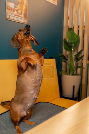 Cute dachshund dog jumps out from under the table to the side demonstrates his talents