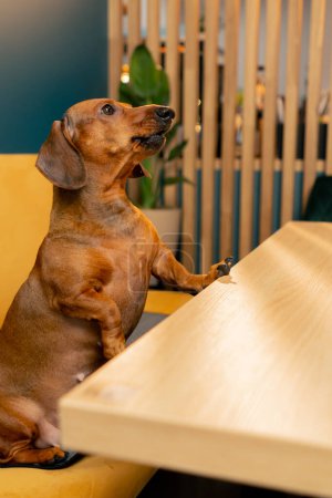 A small cute dachshund dog sits in a cafe with a love for pets and looks into the distance with interest