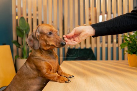Foto de Un pequeño perro salchicha lindo se sienta en un café con amor por las mascotas y acaricia la mano de su dueño - Imagen libre de derechos