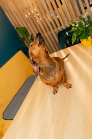 A small cute dachshund dog sits on a table in a cafe and looks up trying to see what s on the ceiling