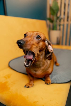 Foto de Un pequeño perro salchicha lindo se sienta en una mesa en un café con la boca abierta y la lengua colgando - Imagen libre de derechos