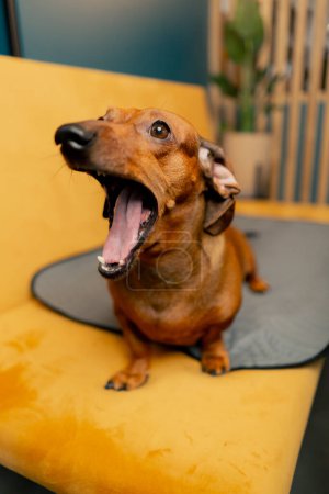 Téléchargez les photos : Un petit chien de teckel mignon s'assoit sur une table dans un café avec sa bouche ouverte et sa langue suspendue - en image libre de droit