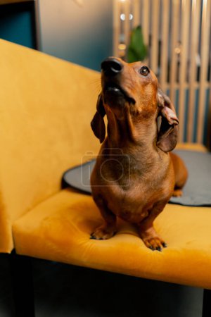 Foto de Un pequeño perro salchicha lindo está sentado en el sofá en un café tratando de ver dónde está el propietario - Imagen libre de derechos