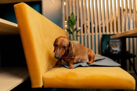 Un pequeño perro salchicha lindo está sentado en el sofá en un café tratando de ver dónde está el propietario