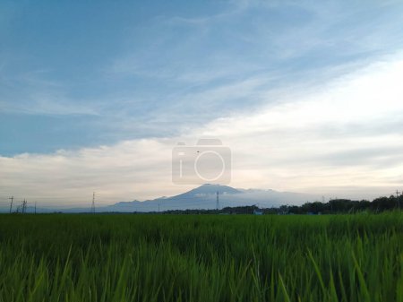 Hermosa vista de campos de arroz y cielo