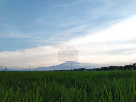 Belle vue sur les rizières et le ciel
