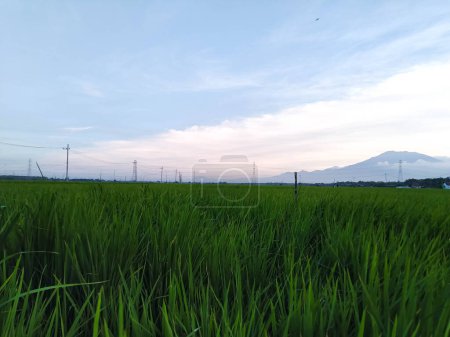 Belle vue sur les rizières et le ciel