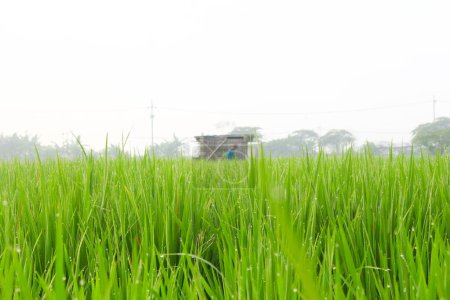 Photo for Fertile rice fields and a hut - Royalty Free Image