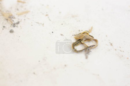Photo for A worm trying to crawl - Royalty Free Image