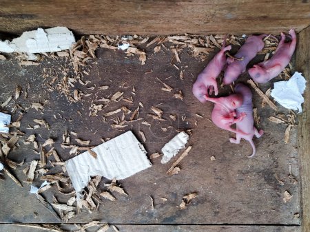 Plusieurs petits rats nouveau-nés dans un tiroir en bois