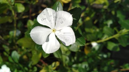 Pink and white periwinkle plant