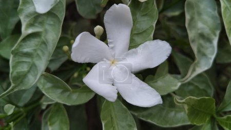 White Mondokaki plant close up